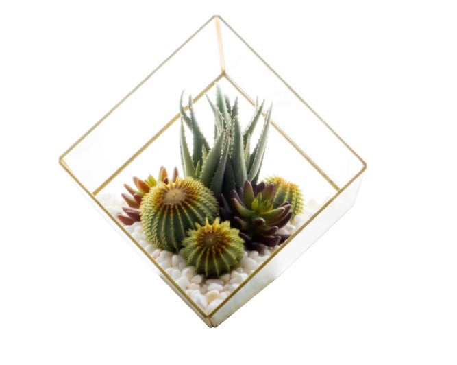 Arreglo de Plantas Decorativas 12