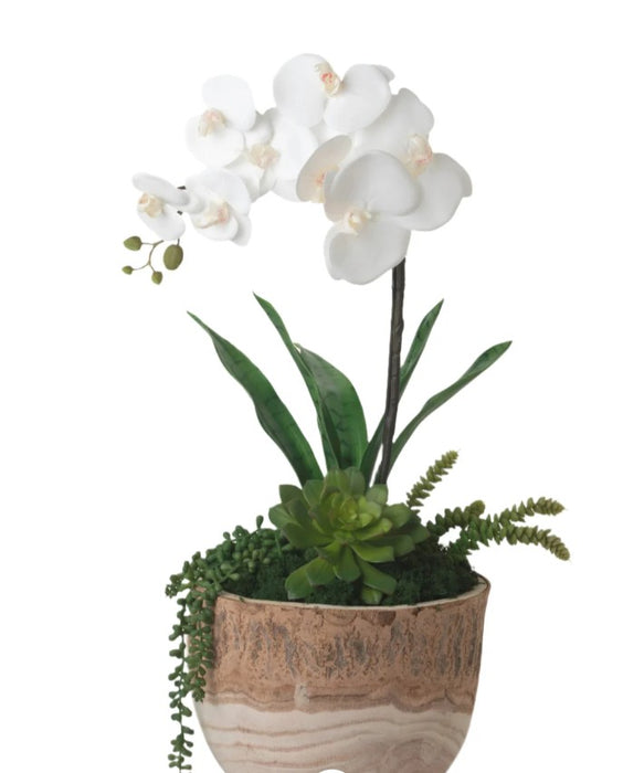 ORQUIDEA BLANCA