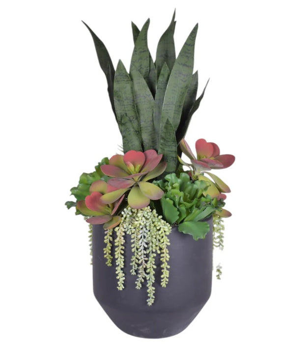 Arreglo de Plantas Decorativas 19