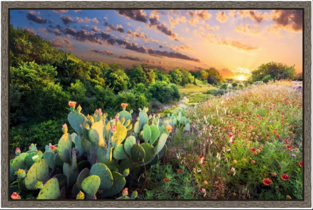 Cuadro Decorativo Cactus Sunset In Barn Frame