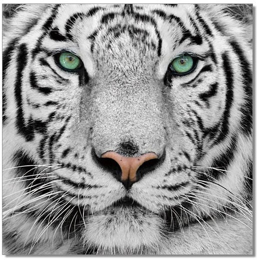 Cuadro Tigre Blanco