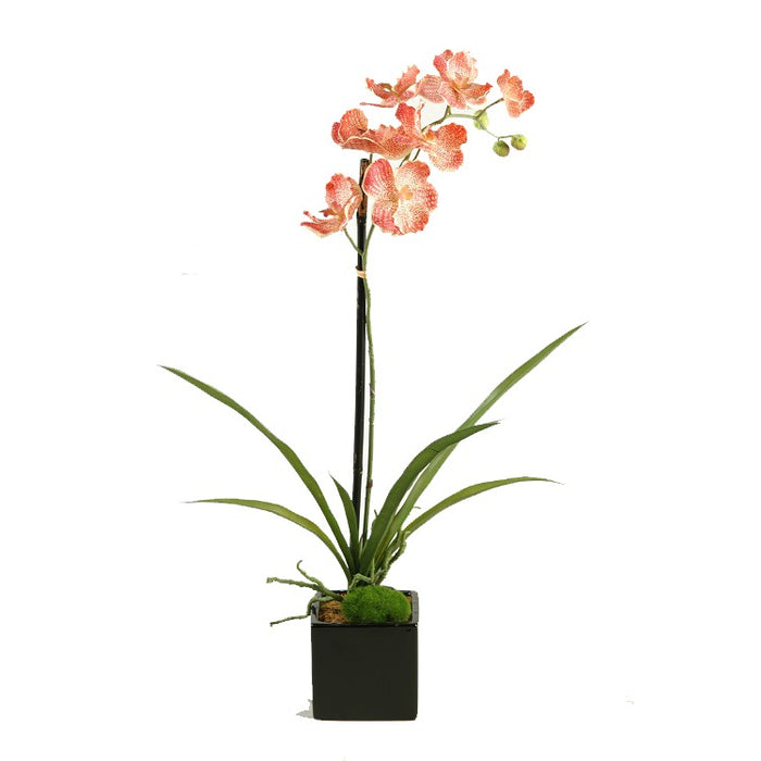 Orquídea color crema/rojo en cubo de cerámica negro brillante