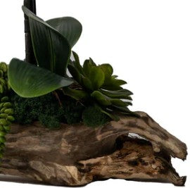 Arreglo de orquídeas