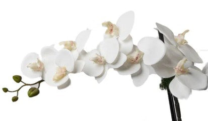 Arreglo de orquídeas