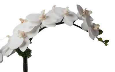Arreglo de orquídeas